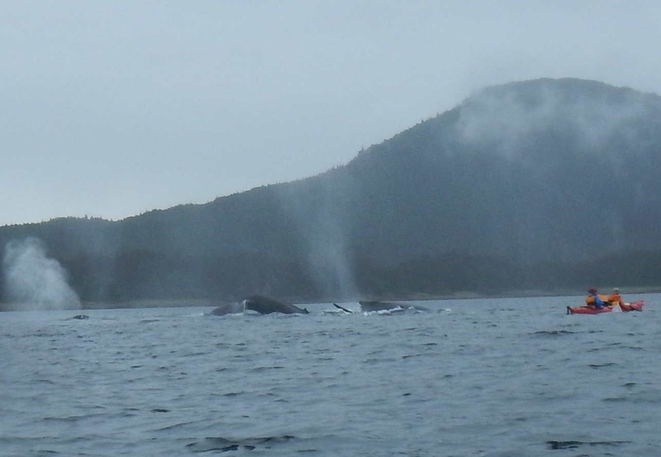 Alaska 2016 - Rubin & Langfitt whale chase